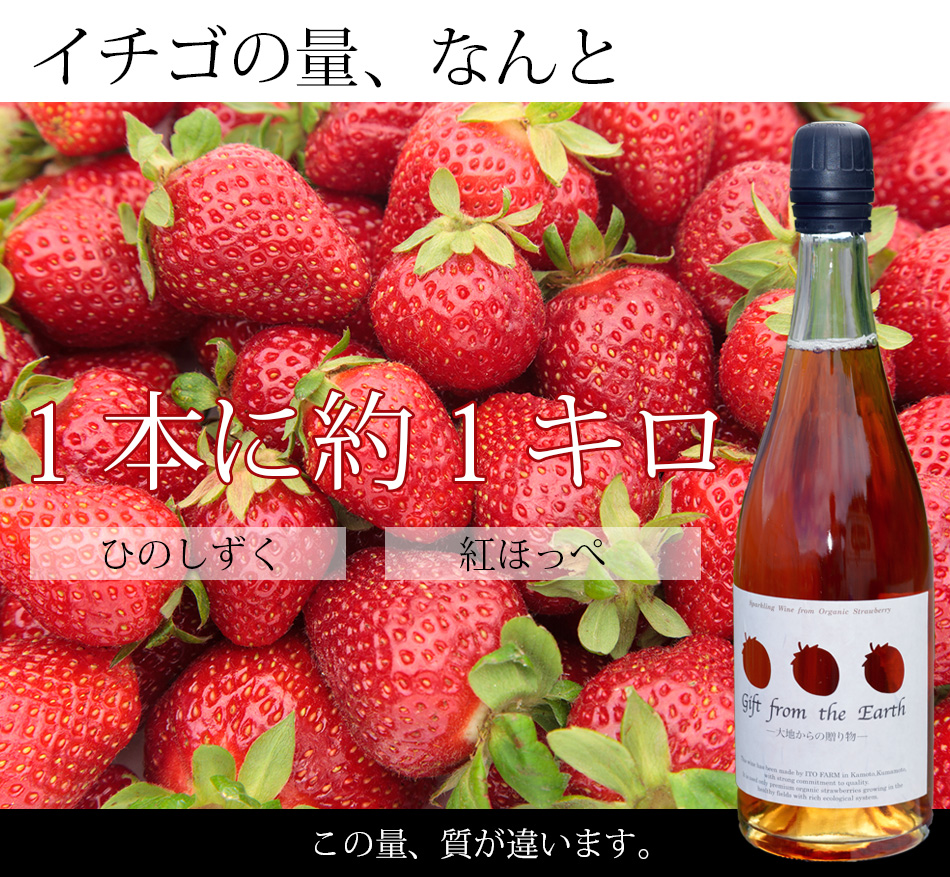 熊本伊藤農園、無農薬イチゴスパークリングワイン、巨峰ワイン製造